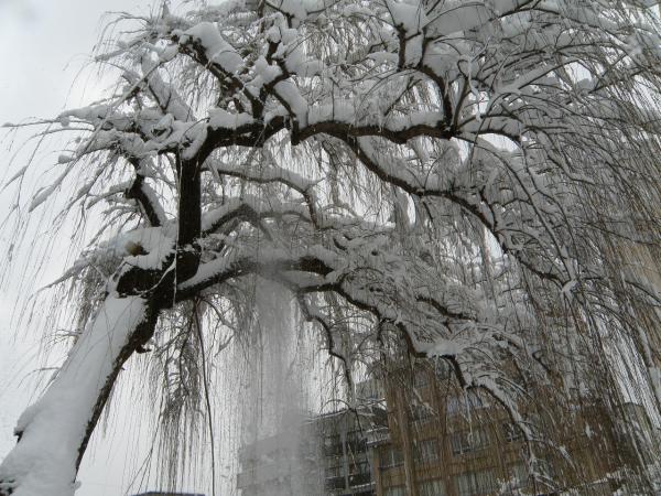 高山の宮川沿いにあった雪の積もった柳の木