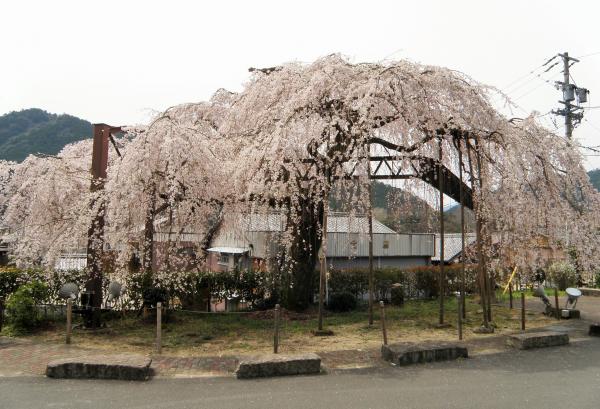 大紀町柏崎支所の枝垂桜