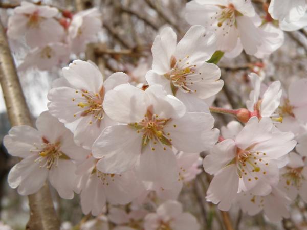 大紀町柏崎支所の枝垂桜の花あっぷ