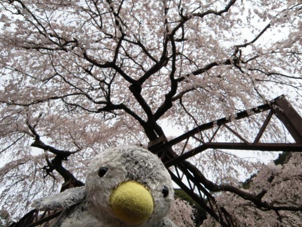 大紀町柏崎支所の枝垂桜の下