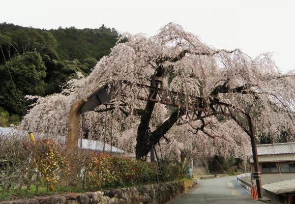 道まで伸びてる大紀町柏崎支所の枝垂桜
