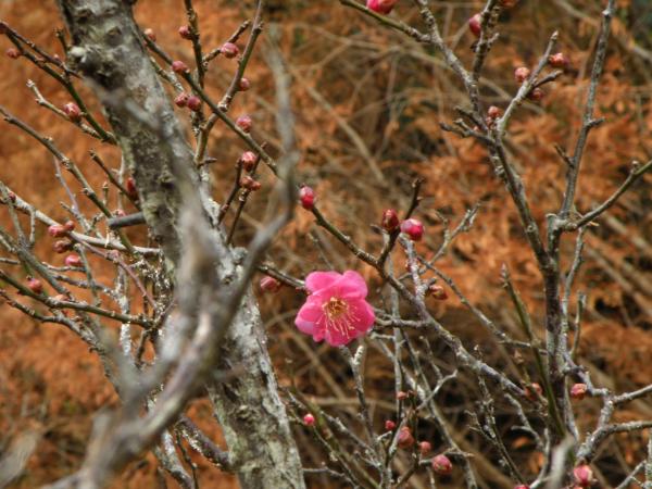 紅葉したメタセコイヤの近くに梅の花