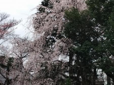 新緑と五分咲きの桜