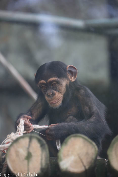 チンパンジー　サル　画像