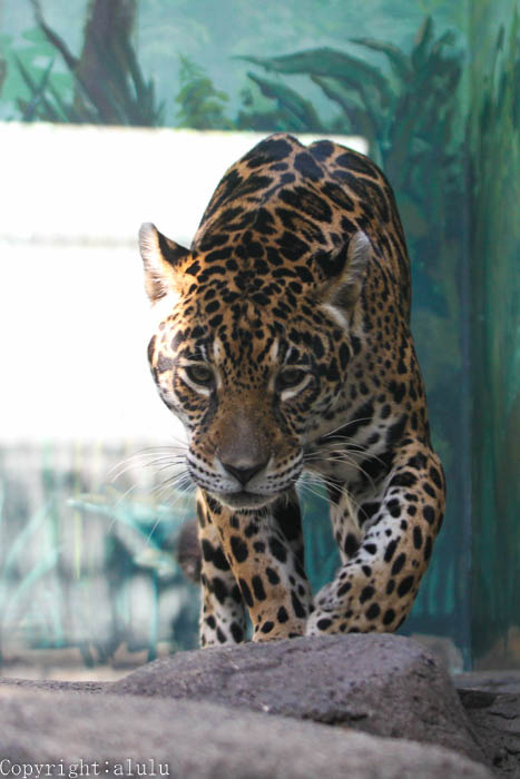 ジャガー　動物写真
